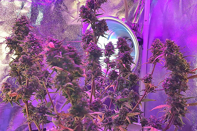 Автоцветущий сорт конопли Gorilla Glue Auto Сорт марихуаны Gorilla Glue Auto